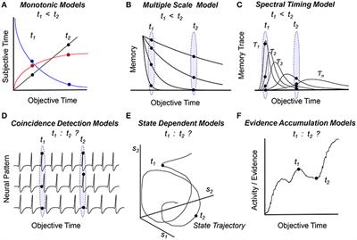 Biological and Cognitive Frameworks for a Mental Timeline